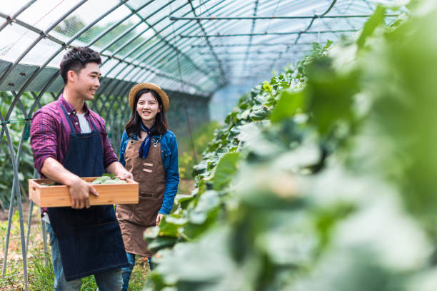 Male and Female, picking melon, joy, harvest, cultivation, planting, pruning, organic farm, green food