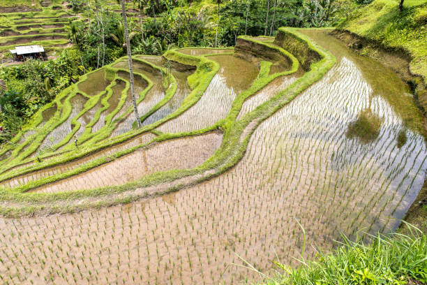 A Tegallalang rice terrace views of Bali in Indonesia.