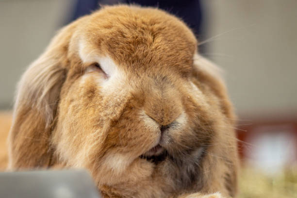istock Beautiful domestic rabbit posing at the farm show 1157972389