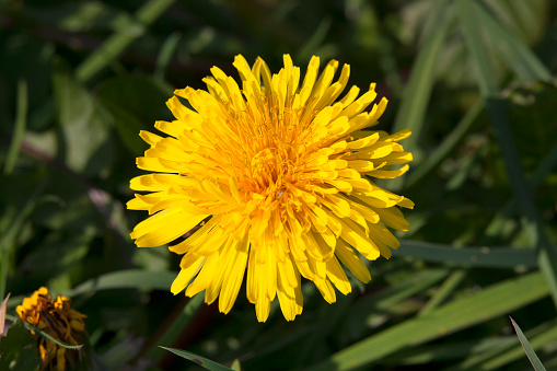 Dandelion flower a yellow stubborn weed commonly known as clockflower, bitterwort or lion's tooth