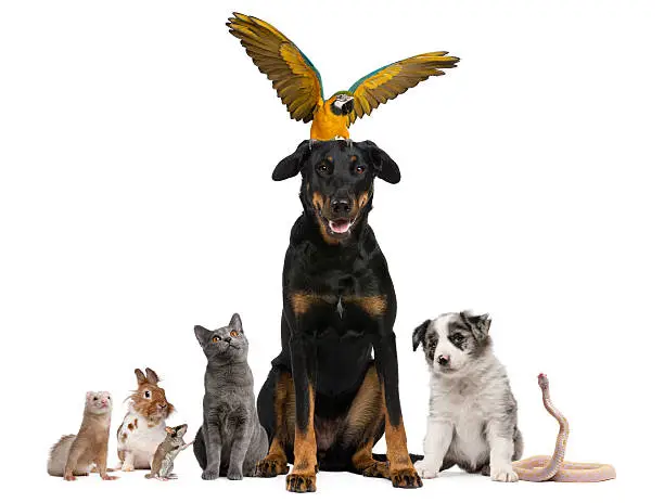 Portrait of group of pets in front of white background.