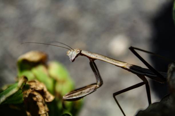 istock Closeup of Carolina Praying Mantis (Stagmomantis Carolina) 1157973662