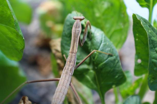 plan rapproché de la mantis de prière de la caroline (stagmomantis carolina) - 7947 photos et images de collection