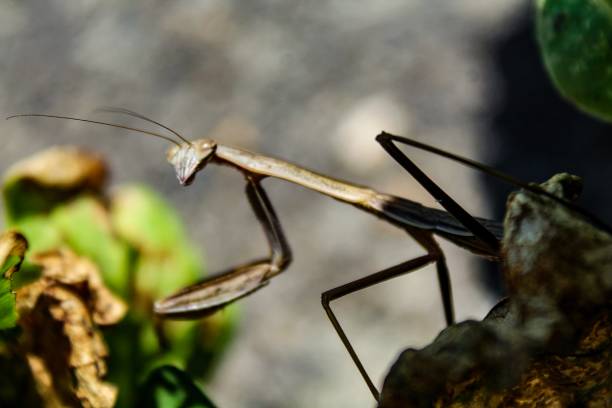 istock Closeup of Carolina Praying Mantis (Stagmomantis Carolina) 1157974378