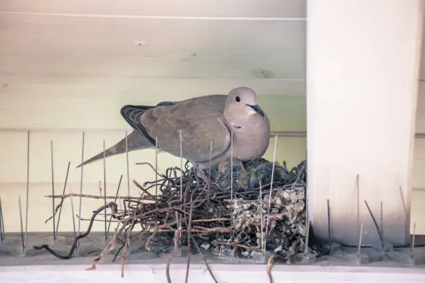 Photo of Young birds and her mother are sitting in a bird nest