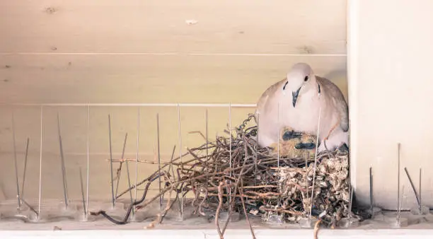 Photo of Young birds and her mother are sitting in a bird nest
