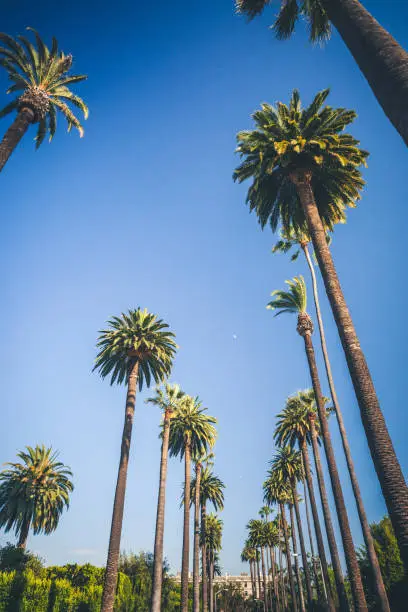 Sunny palms of Beverly Hills in Los Angeles matte toned with copy space