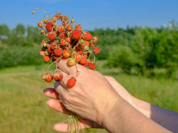 野生の赤いイチゴの熟した果実の束を保持している女性の手。自然の香り豊かな甘い有機物。