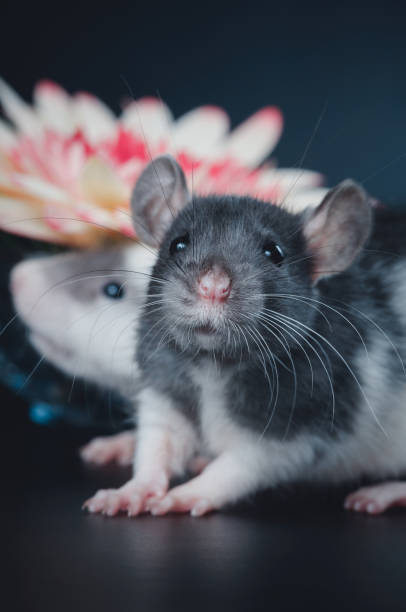 istock Cute rat with big ears on a black background 1157976274
