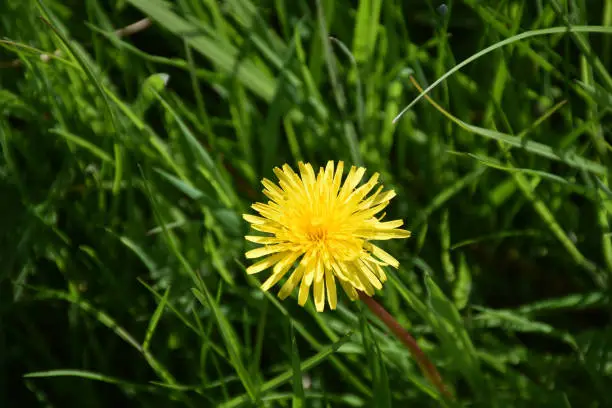 Fantastic close up look at a dandelion flower blossom blooming close up.