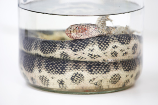 Sea snake (Hydrophiidae sp.), being contained in specimen jar after someone brought this snake in.