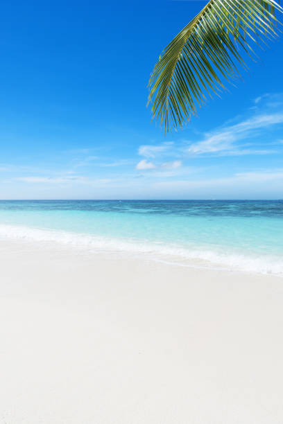 istock Tropical beach and seascape 1157977131