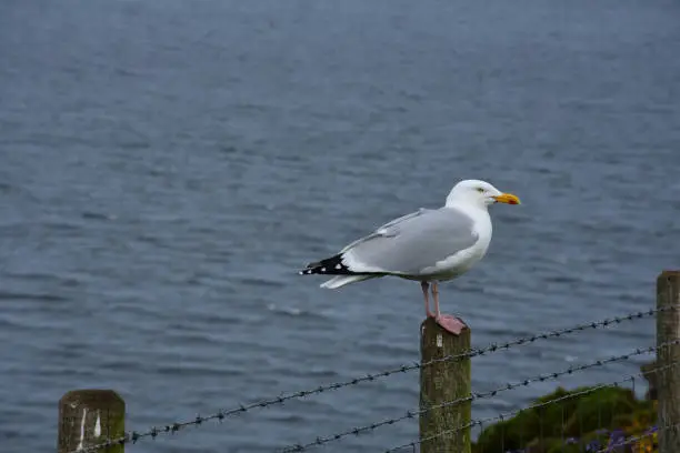 Large gray and white gull perched along a fence on the sea cliffs.