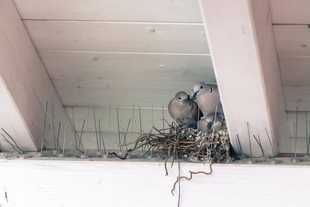 Young birds and her mother are sitting in a bird nest stock photo