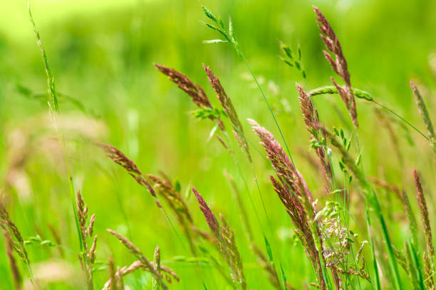 campo de hierba abigarrada de crecimiento natural (hierba dulce, hierochloe). enfoque suave. fondo natural - sweet grass fotografías e imágenes de stock