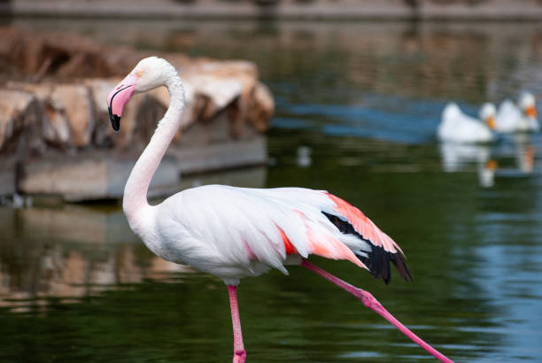 Pink flamingo with its white and reddish feathers Pink flamingo with its white and reddish feathers, and pink beak, to drink in a lake giant eland stock pictures, royalty-free photos & images