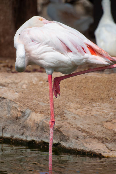 Pink flamingo resting on one leg Pink flamingo resting with its beak between the wings and on one leg giant eland stock pictures, royalty-free photos & images