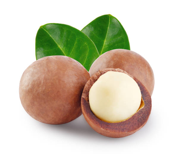 Whole and open australian macadamia nut with the two green leaf stock photo