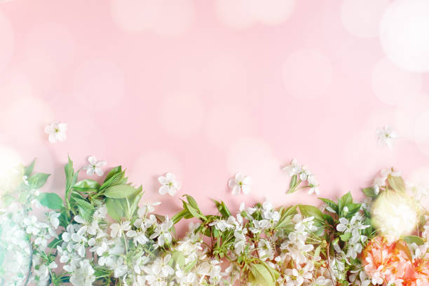 istock Spring blossom. Cherry flowers flat on pastel background. Greeting card with white flowers, bokeh , copy space 1157980198