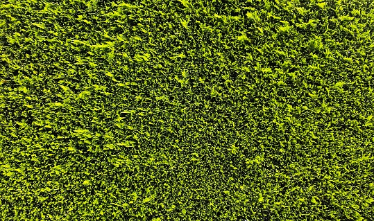 Green hedge texture background. Green hedge background. Green hedge texture.