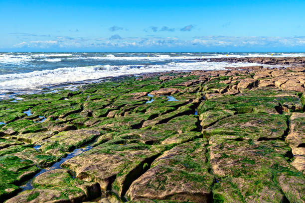 Stony seashore at low tide.  English Channel.