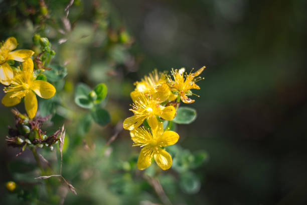 istock Hypericum, tutsan, st. john worth on a green background closeup. Bright beautiful yellow flower in the meadow. Medicinal useful plants. Alternative medicine. Macro. 1157982700