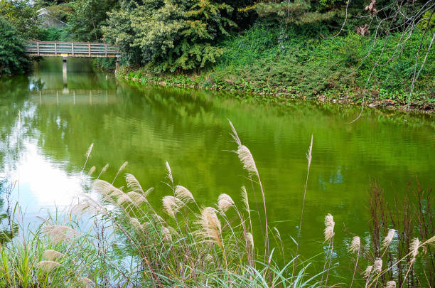 istock Miscanthus sacchariflorus by the river. 1157982748