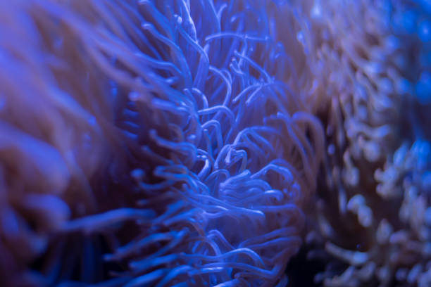 istock Corals in underwater tropical sea 1157982860