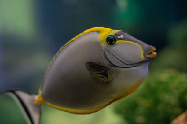 Tropical Fish Naso Tang (Naso lituratus) -Thailand Tropical Fish Naso Tang (Naso lituratus) -Thailand on the Natural background naso elegans stock pictures, royalty-free photos & images
