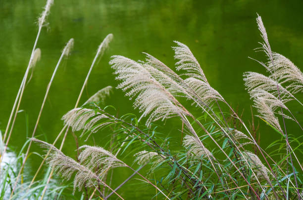 istock Miscanthus sacchariflorus by the river. 1157982888