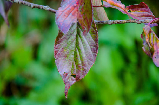 istock Leaves turn red in autumn. 1157982927