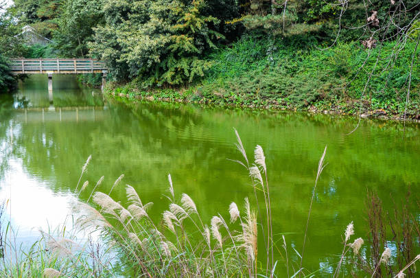 istock Miscanthus sacchariflorus by the river. 1157982944