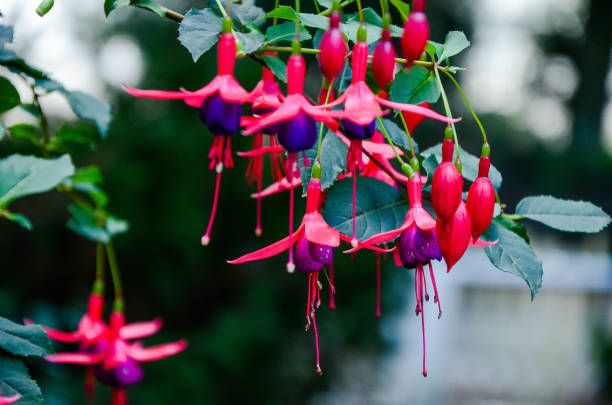 Fuchsia flower in the garden. background, beautiful, beauty, blooming, blossom, closeup, colorful, flower, fuchsia, garden, gardening, green, hanging, hummingbird, leaf, natural, outdoor, petal, pink, pretty, purple, red, summer, tropical, violet, vivid fuchsia flower photos stock pictures, royalty-free photos & images