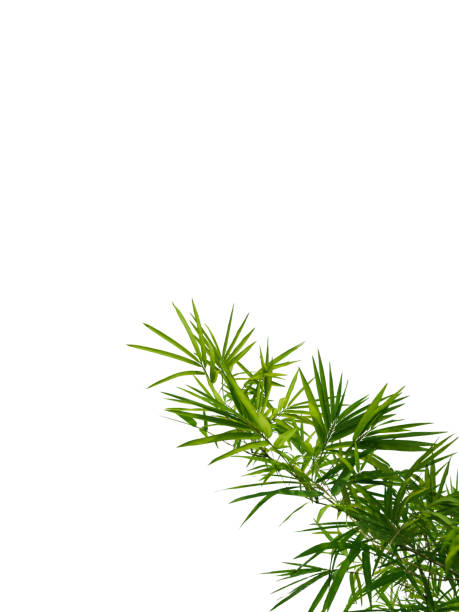 istock Green bamboo leaves on white background 1157983218