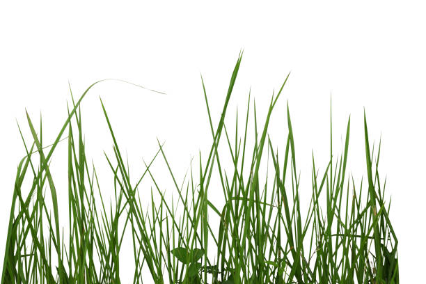 istock bundle of green grass isolated on white background 1157983268