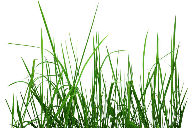 istock Green grass on a white background isolated 1157983269