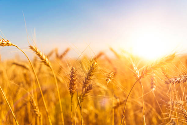 istock Wheat harvest. field of ripe ears. 1157984520