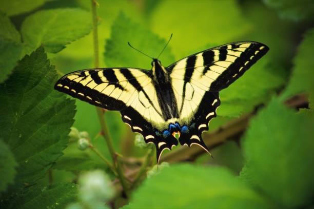 istock Western Tiger Swallowtail Butterfly 1157985030