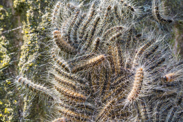Nest of many oak process caterpillars together on oak tree trunk. I took this photo during spring or summer season in the Netherlands. In the Netherlands these caterpillars have been a major insect infestation in recent years because they have multiplied so enormously. The hairs of these animals spread through the air and they can endanger human and animal health.