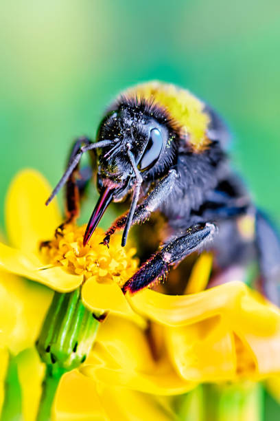 istock Bumble bee doing insemination on flower. 1157985467