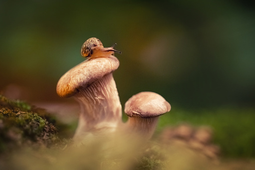 Little curious snail crawling, sitting on a mushroom. Snail closeup on oyster mushroom on a green background in the moss. Macro image. Magical forest.