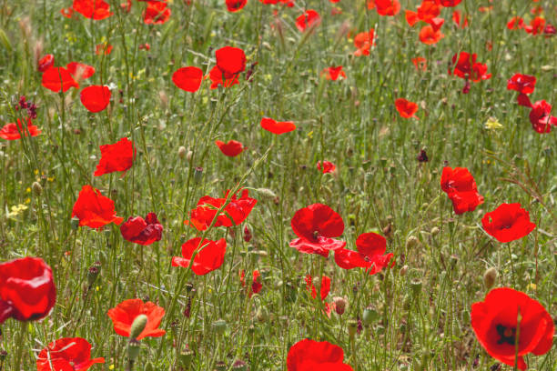 istock Wild red poppies in the countryside 1157985665