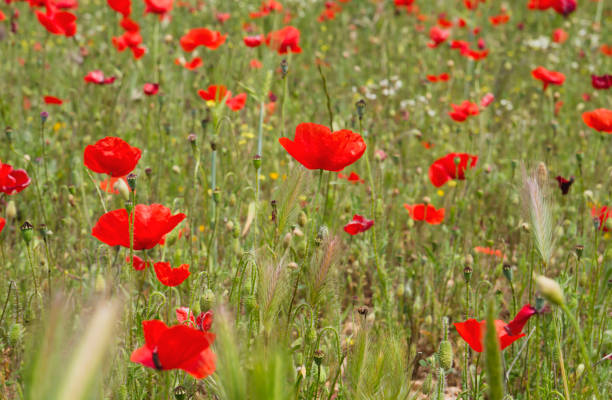 istock Wild red poppies in springtime 1157985666
