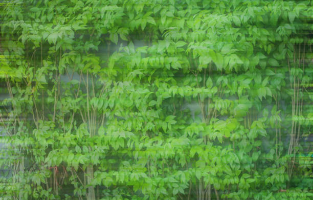 istock Green color of nature 1157985710