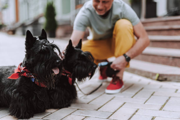 istock Smiling gray-haired man keeping the dogs on the leashs 1157986529