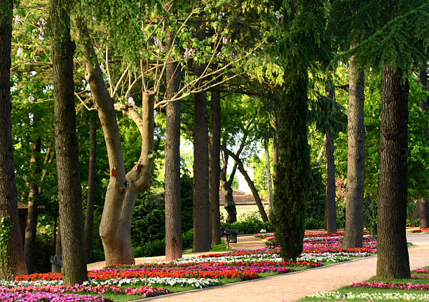 green park - autumn leaf single flower flower fotografías e imágenes de stock