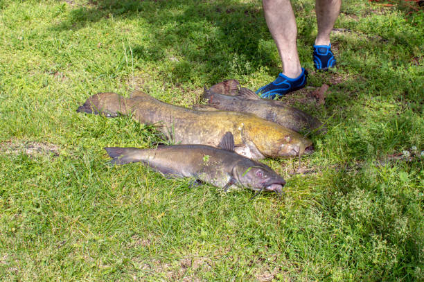 Big catch The size of these big catfish is easy to detect by comparison to the fisherman's feet in the photograph. A good days catch in Oklahoma. Bokeh effect. bullhead fish stock pictures, royalty-free photos & images