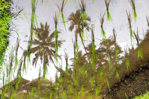 A Tegalalang rice terrace views of Bali in Indonesia.