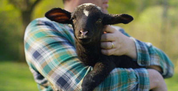 крупным планом черный ягненок заботился о фермер оружия, которое он поднял сам, на фоне природы и сарай - lamb animal farm cute стоковые фото и изображения