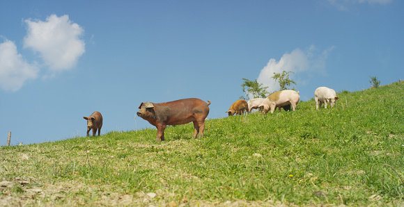 On the farm, group beautiful pigs were let out for a walk along mountainside, on the background of the slope and sky, the concept: ecology, livestock, farming, bio, nutrition